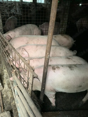 Vând porci  50-350 kg - imagine 5