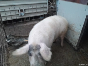 De vânzare.  - imagine 2