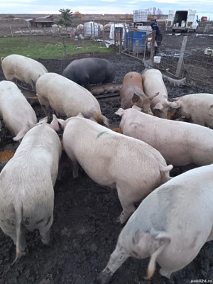 Porcii de vanzare 