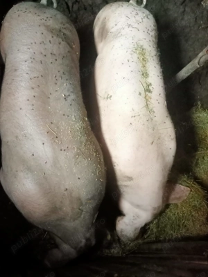 Vând porc sau purcea 