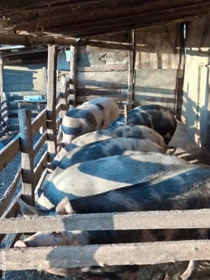 Vand porci - imagine 4