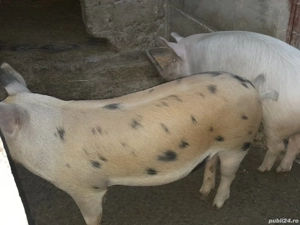 Purcei de  vânzare.  - imagine 3