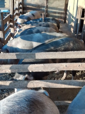 Vand porci - imagine 3