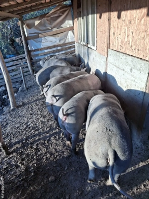 Vand porci - imagine 5