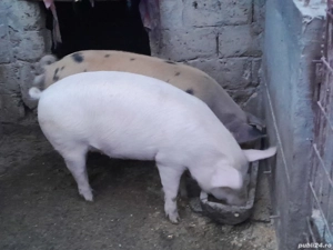 Purcei de  vânzare.  - imagine 2