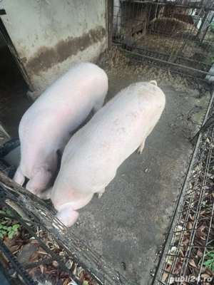 porc mare  - imagine 2