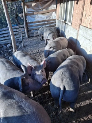 Vand porci - imagine 2