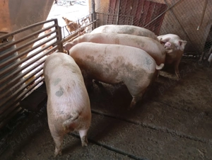 Vând Porci Grași  - imagine 2