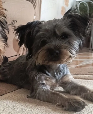 Vând pui de câine terrier yourkshire !