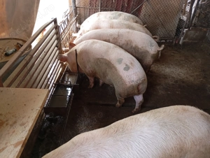 Vând Porci Grași  - imagine 4