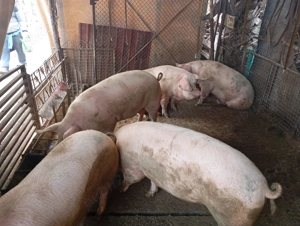 Vând Porci Grași  - imagine 5