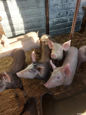 salut vănd purcei de 9 săptămâni zimni ea teleorman pret 600 lei nr  