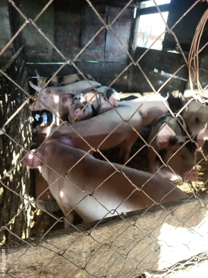 Porci de vânzare - imagine 2