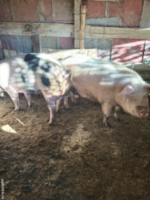 Porci de vânzare - imagine 3