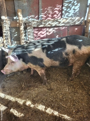 Porci de vânzare - imagine 4