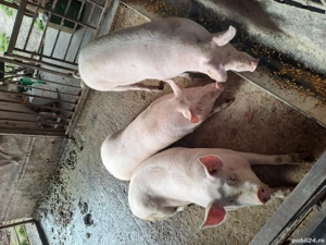 Porci de vanzare  - imagine 3