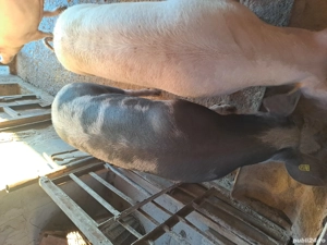 Porci de vanzare  - imagine 2