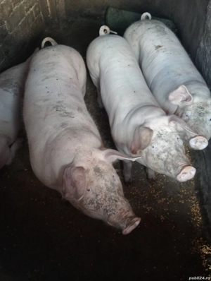 Vand Porcii Crescuti in Gospodărie 