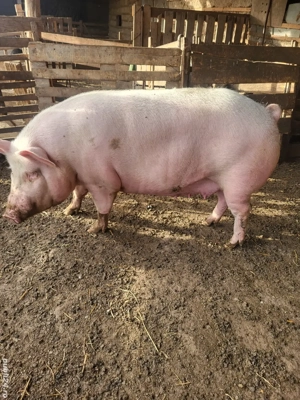 Porci de vânzare - imagine 5