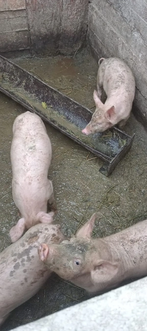 Purcei de vânzare  - imagine 3