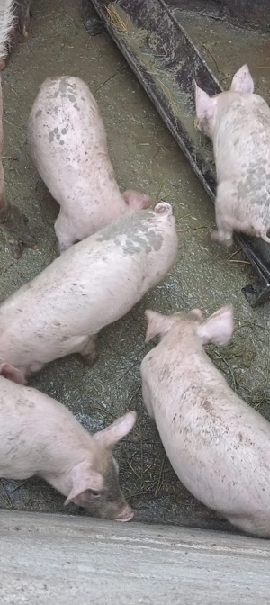 Purcei de vânzare  - imagine 4