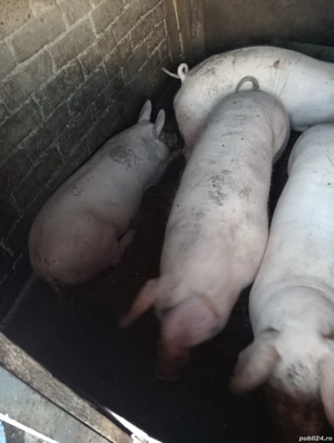 Vand Porcii Crescuti in Gospodărie  - imagine 2