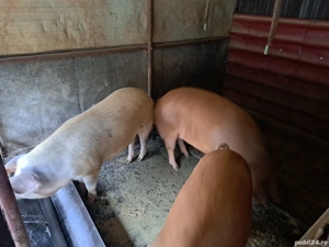 porci de vanzare