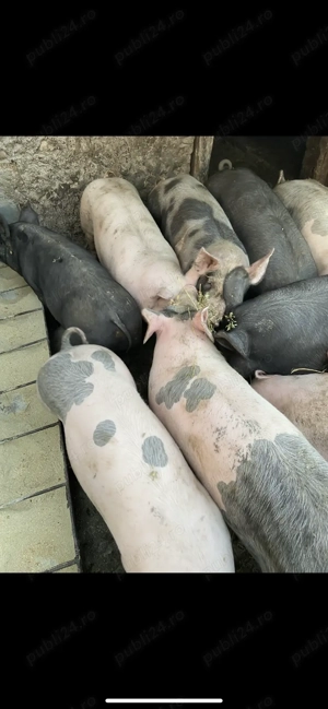 Porci de vânzare 