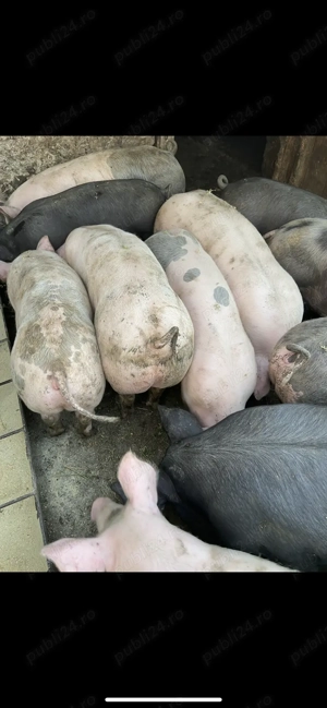 Porci de vânzare  - imagine 2