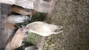 Vând purcei rasa mangalița 