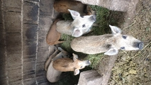 Vând purcei rasa mangalița  - imagine 4