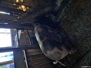 porci de vanzare - imagine 2