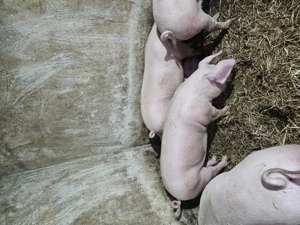 Vând Scrofițe pentru Reproducție LANDRACE  - imagine 2