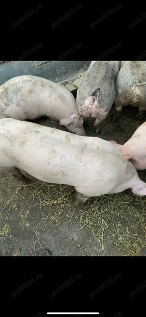 Porci de vânzare  - imagine 4