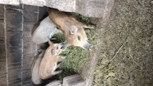 Vând purcei rasa mangalița  - imagine 3