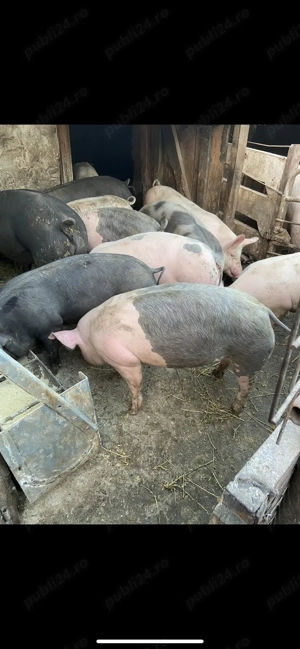 Porci de vânzare  - imagine 5