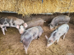 vand porci de carne  - imagine 5