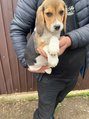 Pui Beagle Tricolor 