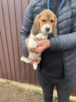 Pui Beagle tricolor