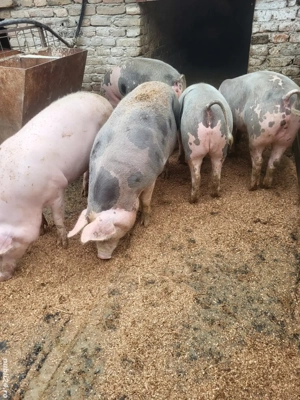 vand porci de carne  - imagine 2