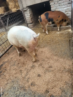 vand porci de carne  - imagine 4