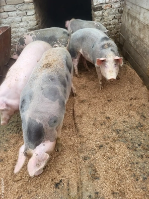 vand porci de carne  - imagine 3