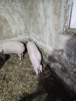 Vând Scrofițe pentru Reproducție LANDRACE  - imagine 4