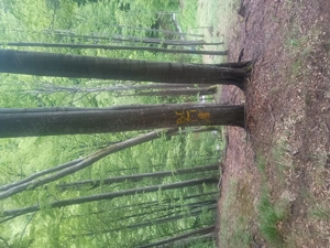 Pădure de fag de vanzare  - imagine 2