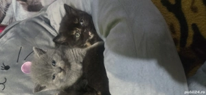 pisici british shorthair l - imagine 3