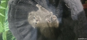 pisici british shorthair l - imagine 2