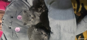 pisici british shorthair l - imagine 5