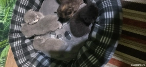 pisici british shorthair l