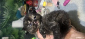 pisici british shorthair l - imagine 4