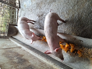 Purcei de vanzare!  - imagine 3